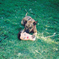 Joyce Manor - Cody (DL Card) (Vinyl) (US Import)