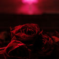 Paper Kites - Roses (Vinyl) (US Import)