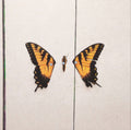 Paramore - Brand New Eyes (Vinyl) (US Import)