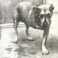 Alice In Chains - Alice In Chains (2LP/Yellow Neon Vinyl) (Vinyl) (US Import)