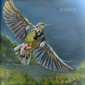 Wildwoods - Dear Meadowlark (CD)