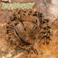 Pharmacist - Vertebrae After Vertebrae (Vinyl) (US Import)
