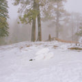 Wisp - Pandora (EP) (CD)