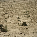 Ben Howard - Noonday Dream (Vinyl) (US Import)