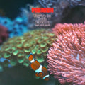 Paerish - You're In Both Dreams (& You're Scared) (Vinyl) (US Import)