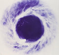 Yoko Ono / Kim Gordon / Thurston Moore - Yokokimthurston (CD)