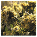 Plateau - Kushbush (2LP) (Vinyl) (US Import)
