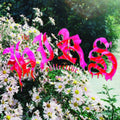 Hirs Collective - We're Still Here (White Vinyl) (I) (Vinyl) (US Import)