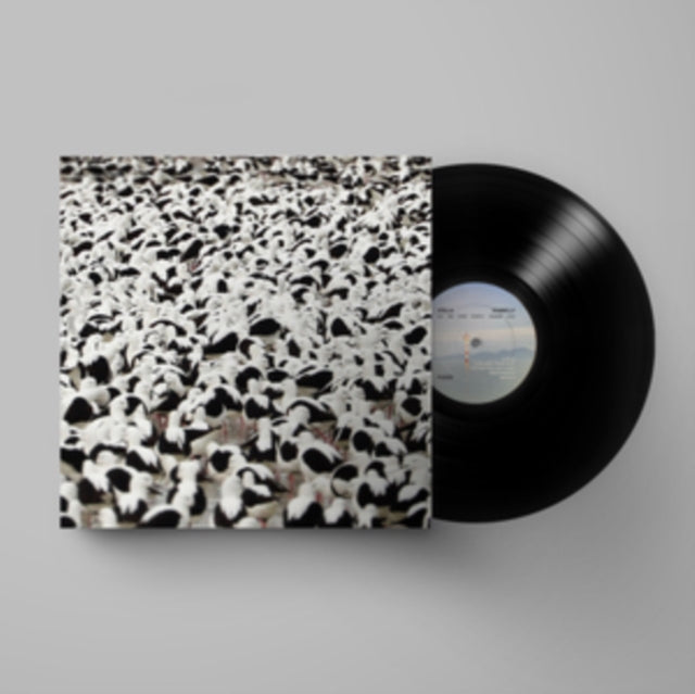 Stella Donnelly - Flood (Vinyl) (US Import)
