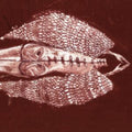 Cerberus Shoal - Homb (Anniversary Edition/2LP) (Vinyl) (US Import)