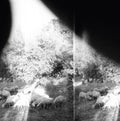 Godspeed You Black Emperor - Asunder Sweet & Other Distress (CD)