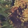 Broncho - Natural Pleasure (Vinyl) (US Import)