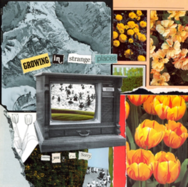 Thank You, I'm Sorry - Growing In Strange Places (Orange Crush Vinyl) (Vinyl) (US Import)