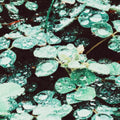 Sadness - Rain Chamber (Vinyl) (US Import)