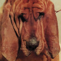 Ty Segall - Goodbye Bread (Vinyl) (US Import)