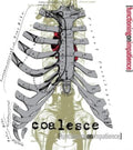 Coalesce - Functioning On Impatience (White With Splatter Vinyl) (Vinyl) (US Import)