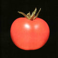 Chronophage - Chronophage (CD)