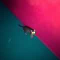 !!! (CHK CHK CHK) - Wallop (2LP/Limited Green & Pink Vinyl/DL Card) (Vinyl) (US Import)