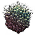 Tesseract - Errai (Vinyl) (US Import)