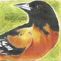 Baird - Birdsongs Trilogy (Coke Bottle Clear/2LP) (Vinyl) (US Import)
