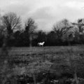 Flatsound - When You Run Away, Do You Close Your Eyes (Vinyl) (US Import)