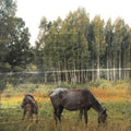 Pianos Become The Teeth - Old Pride (Vinyl) (US Import)