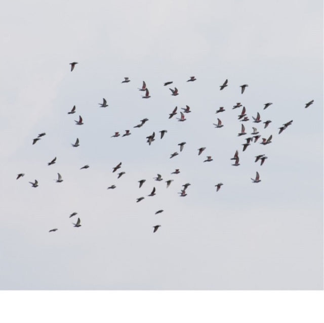Ahti,Marja & Judith Hamann - Coincidence Is Perfect, Intimate Attunement (Vinyl) (US Import)