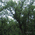 Julianna Barwick - Magic Place (2024 Remastered) (Vinyl) (US Import)