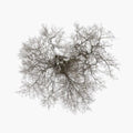 John Metcalfe - Tree (Vinyl) (US Import)