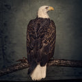 Clutch - Book Of Bad Decisions (Vinyl) (US Import)