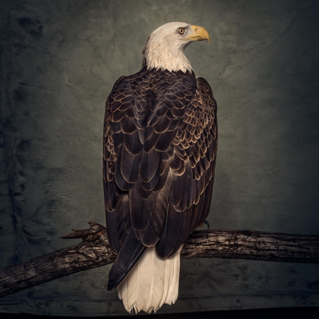 Clutch - Book Of Bad Decisions (Vinyl) (US Import)