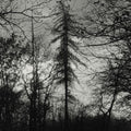 Curse All Kings - Feral Earth (Vinyl) (US Import)