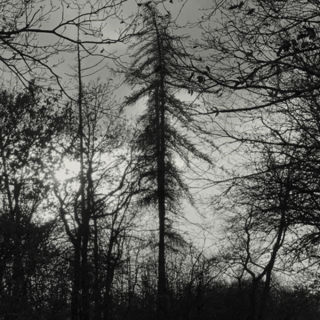 Curse All Kings - Feral Earth (Vinyl) (US Import)