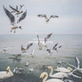 Dan Mangan - More Or Less (CD)