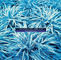 David Friedman - Winter Love April Joy (CD)