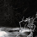 Flower Liar - Geiger Counter (Vinyl) (US Import)