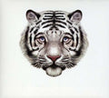 Bearsuit - Phantom Forest (CD)