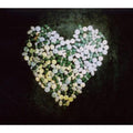 Alkaline Trio - Addiction (CD) (US Import)