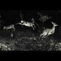 Wordcolour - Trees Were Buzzing, & The Grass. (CD)