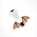 Batsauce - Echolocation (Vinyl) (US Import)