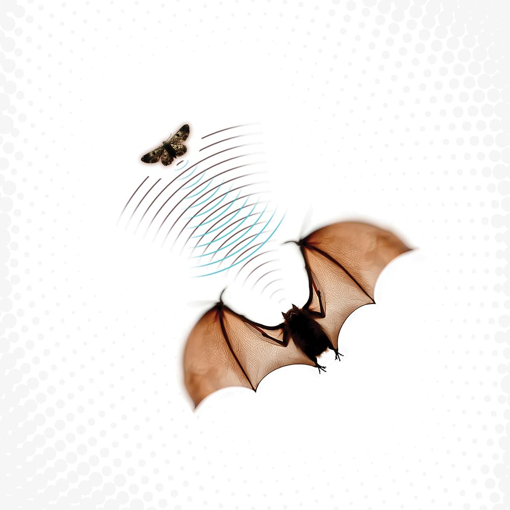 Batsauce - Echolocation (Vinyl) (US Import)