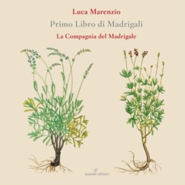 Compagnia Del Madrigale - Marenzio: Primo Libro Di Madrigali (CD)