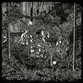 Jake Long - City Swamp (Vinyl) (US Import)