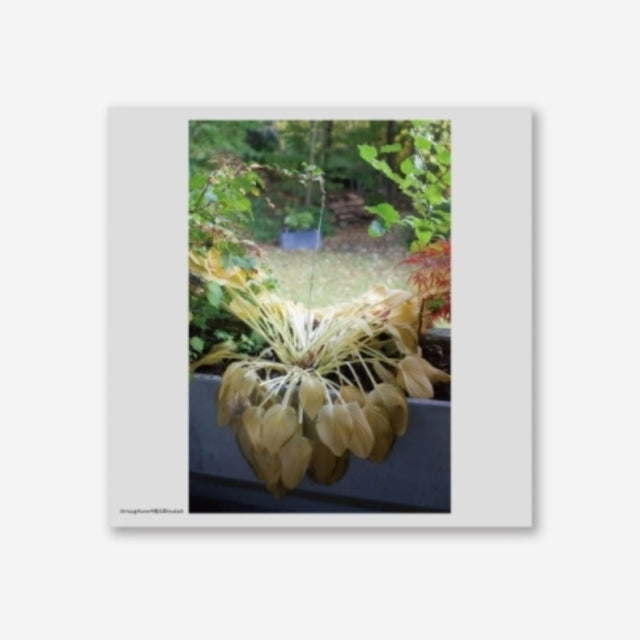 Hyukoh - Through Love (180g/33RPM/Transparent White Vinyl) (Vinyl) (US Import)